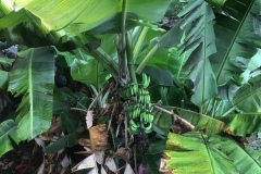 Banane