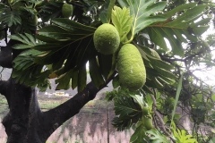 Albero del pane