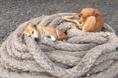 Cani dei pescatori