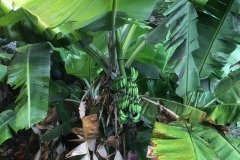 Banane