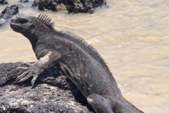 Galapagos